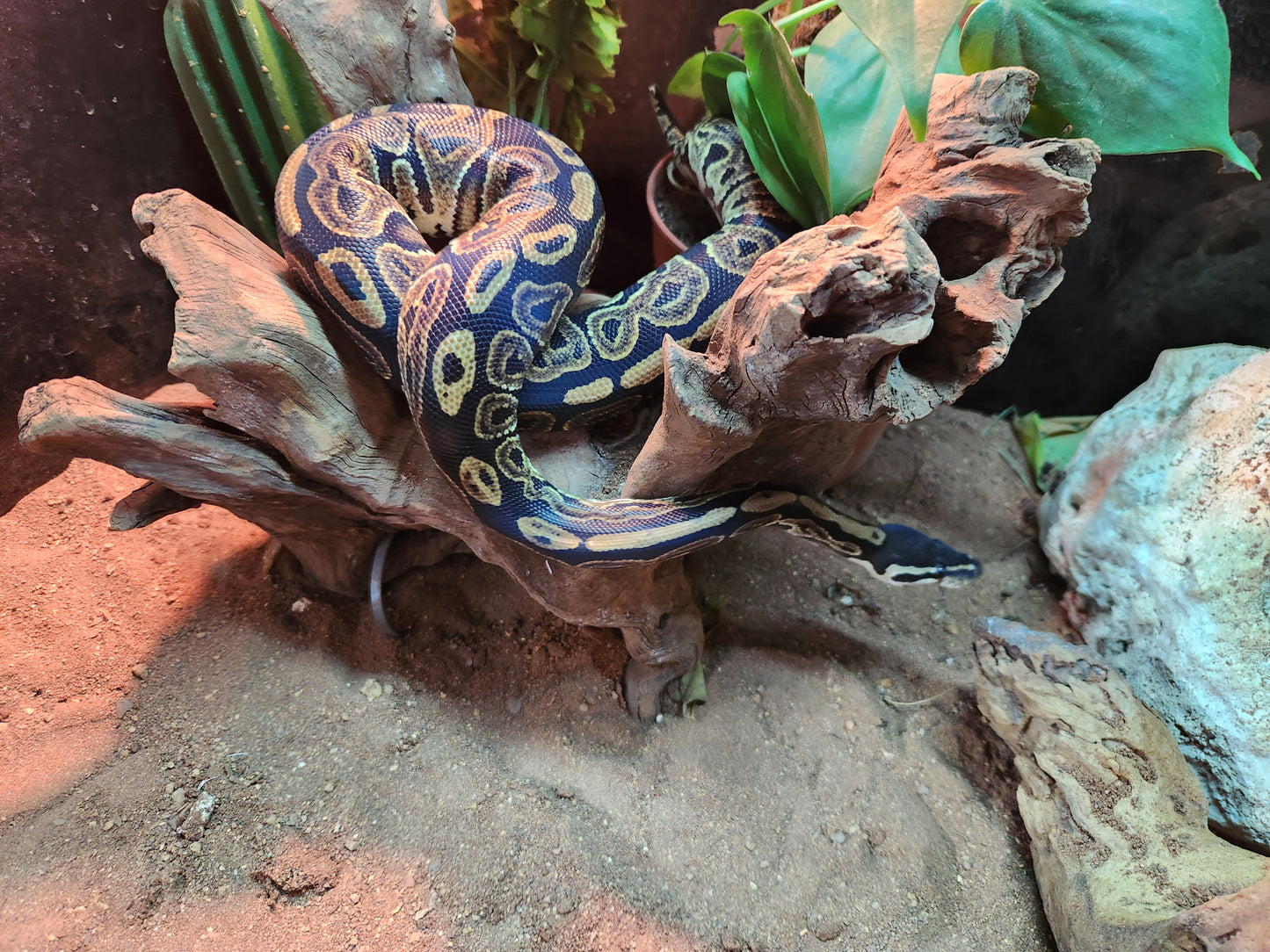 Pastel Royal Python