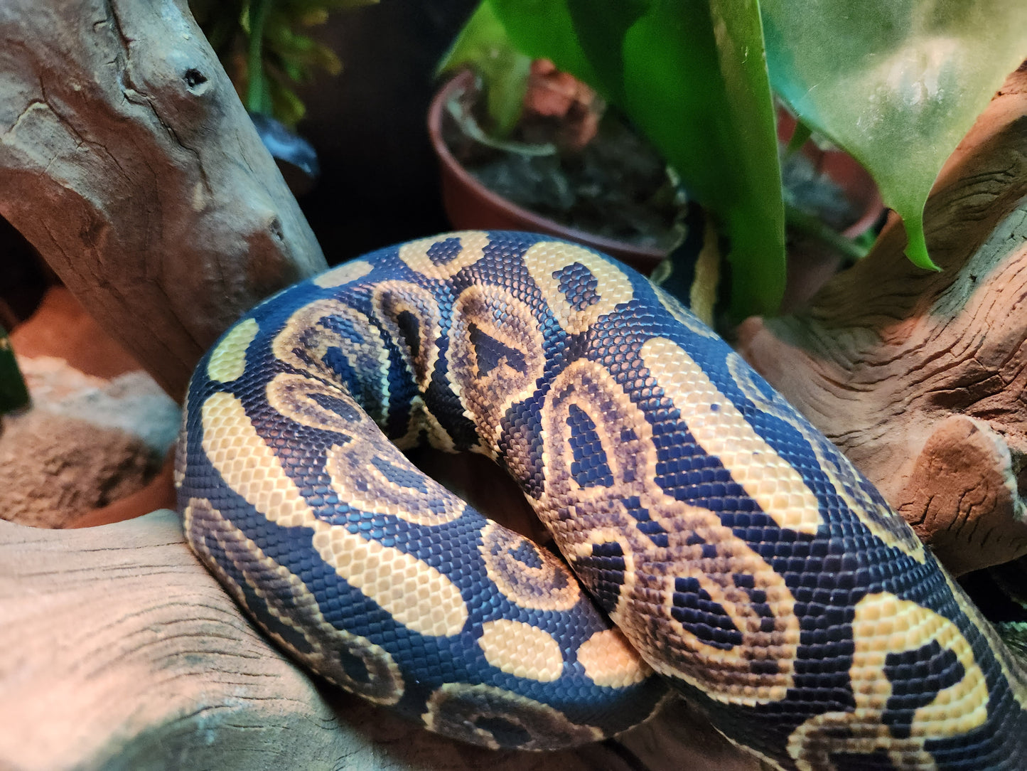 Pastel Royal Python