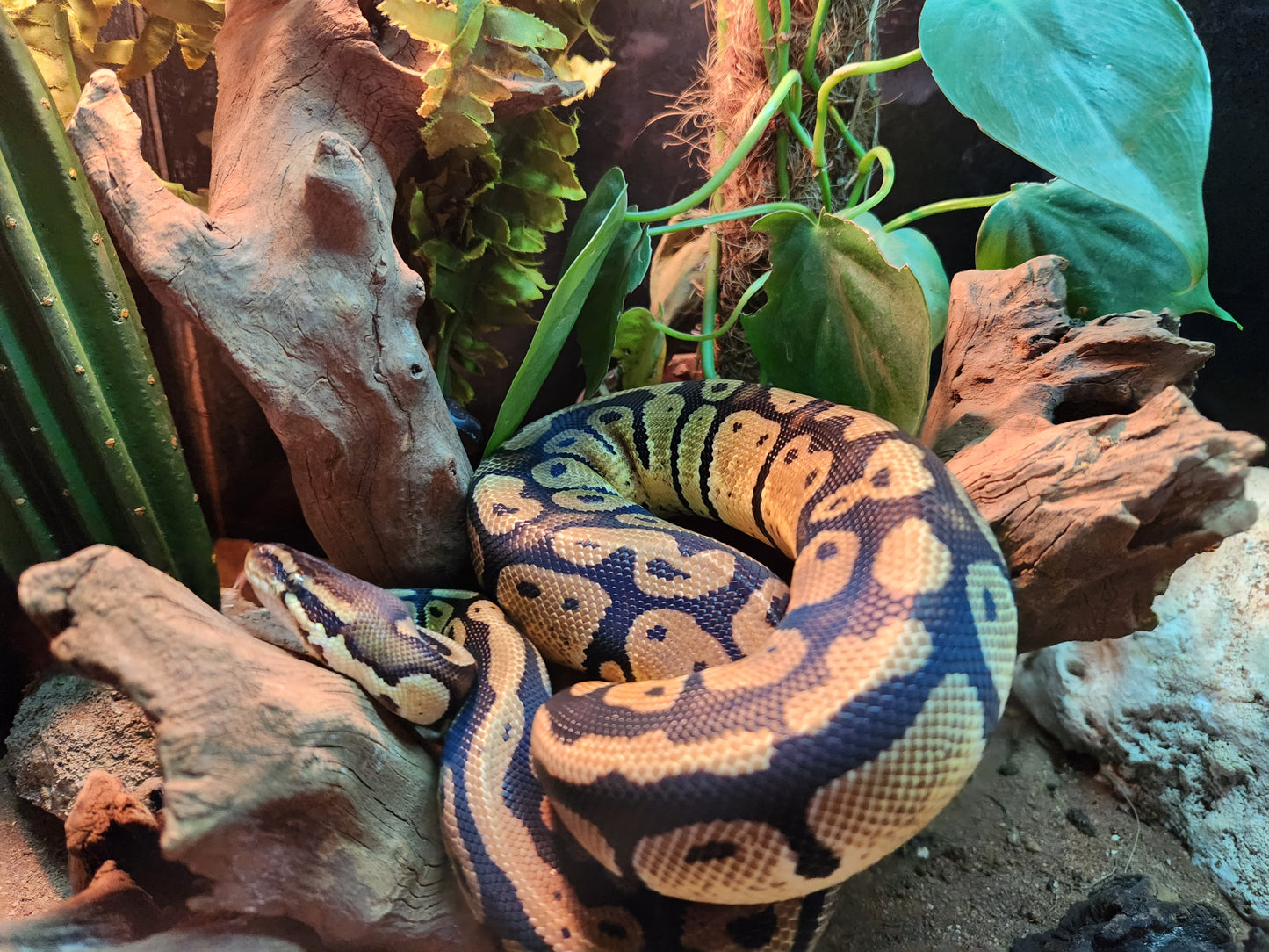 Pastel Royal Python