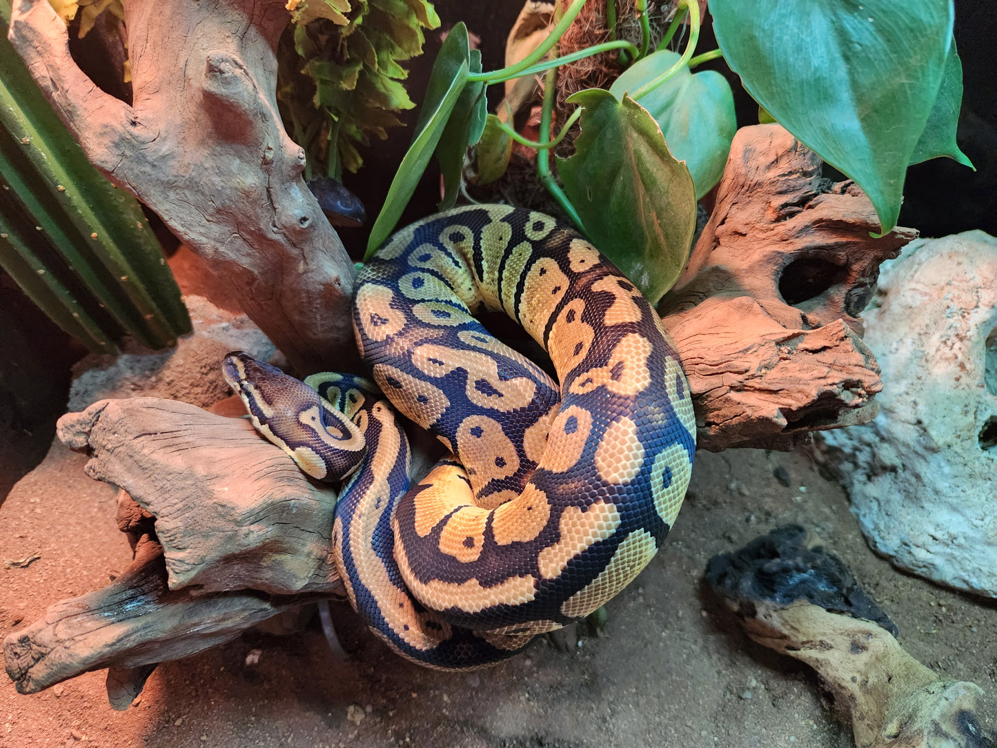 Pastel Royal Python