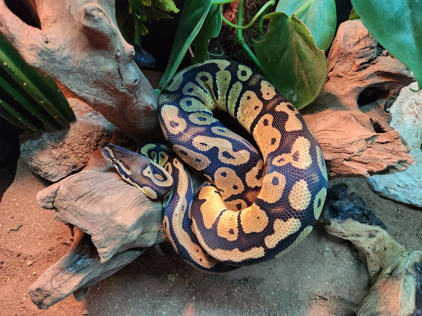 Pastel Royal Python