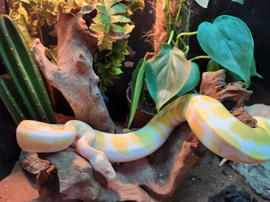 Albino Pastel Royal Python