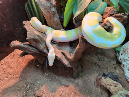 Albino Pastel Royal Python