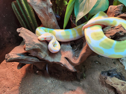 Albino Pastel Royal Python