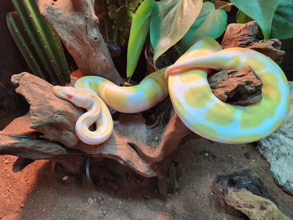 Albino Pastel Royal Python