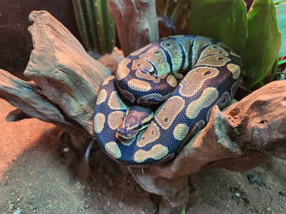 Royal Python Wild Type