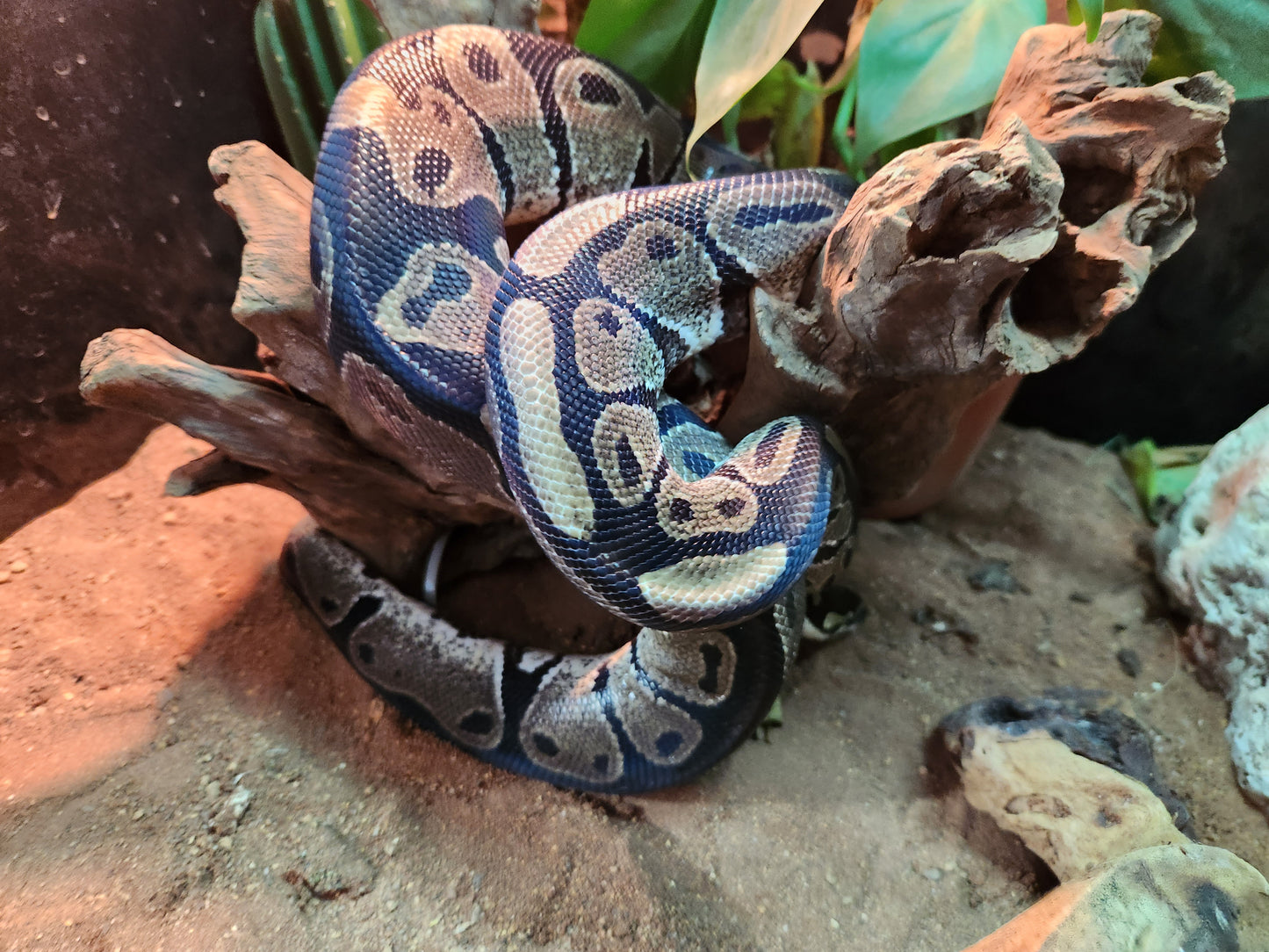 Gravel Royal Python