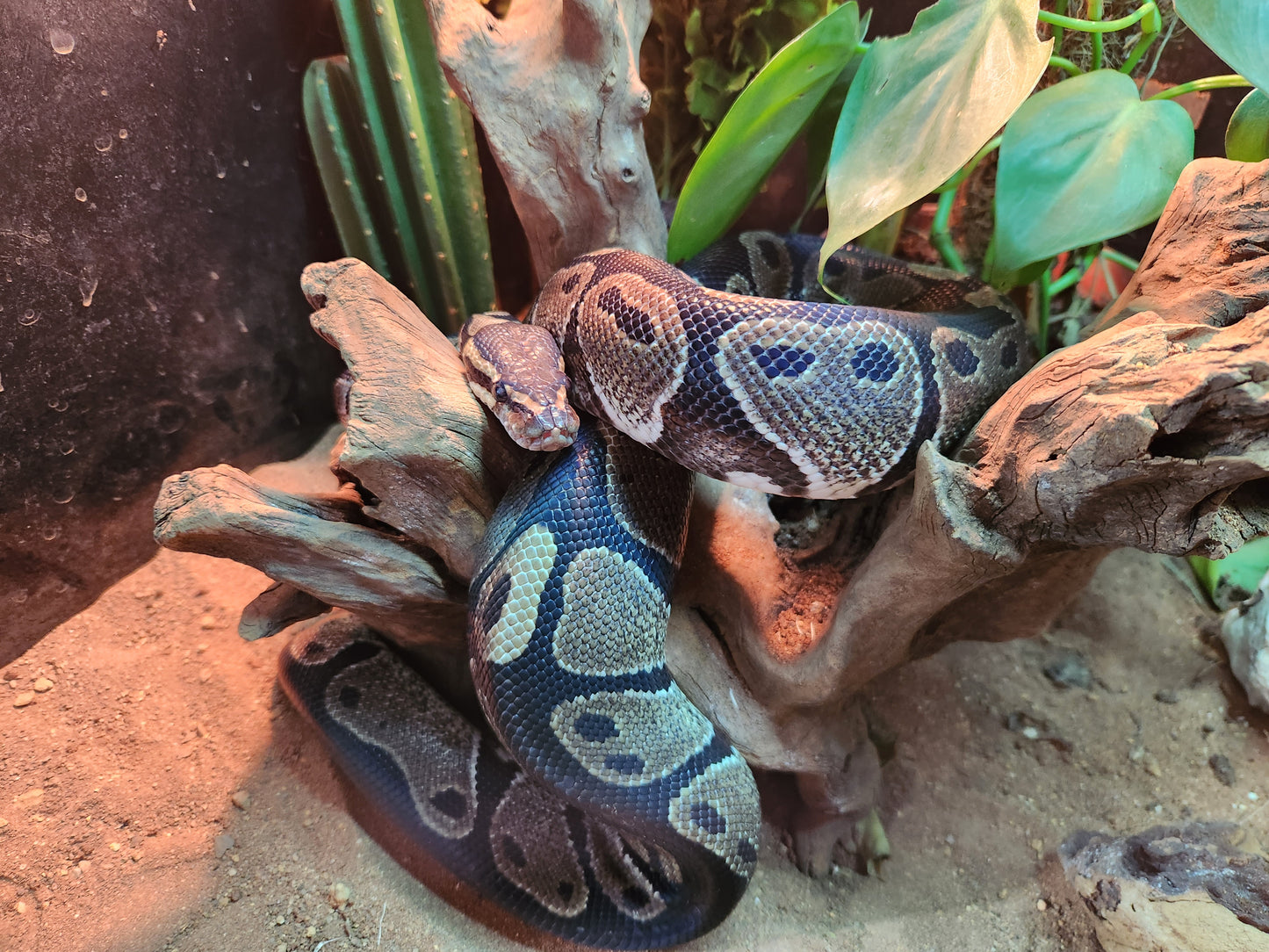 Gravel Royal Python