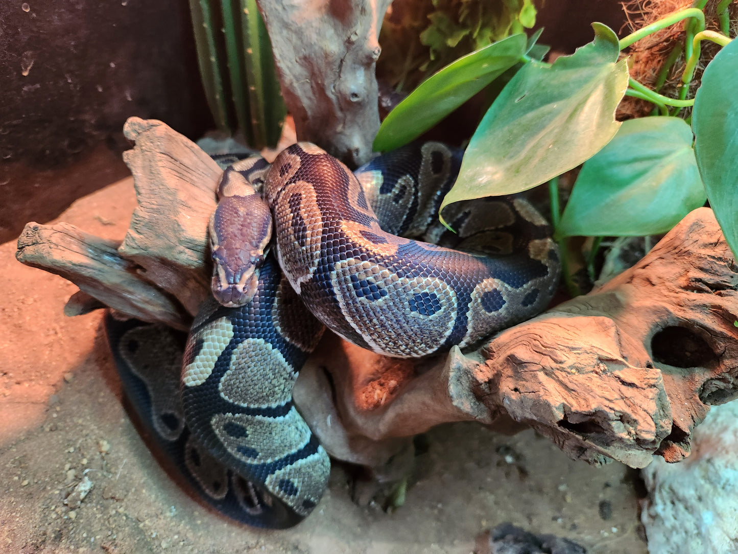 Gravel Royal Python