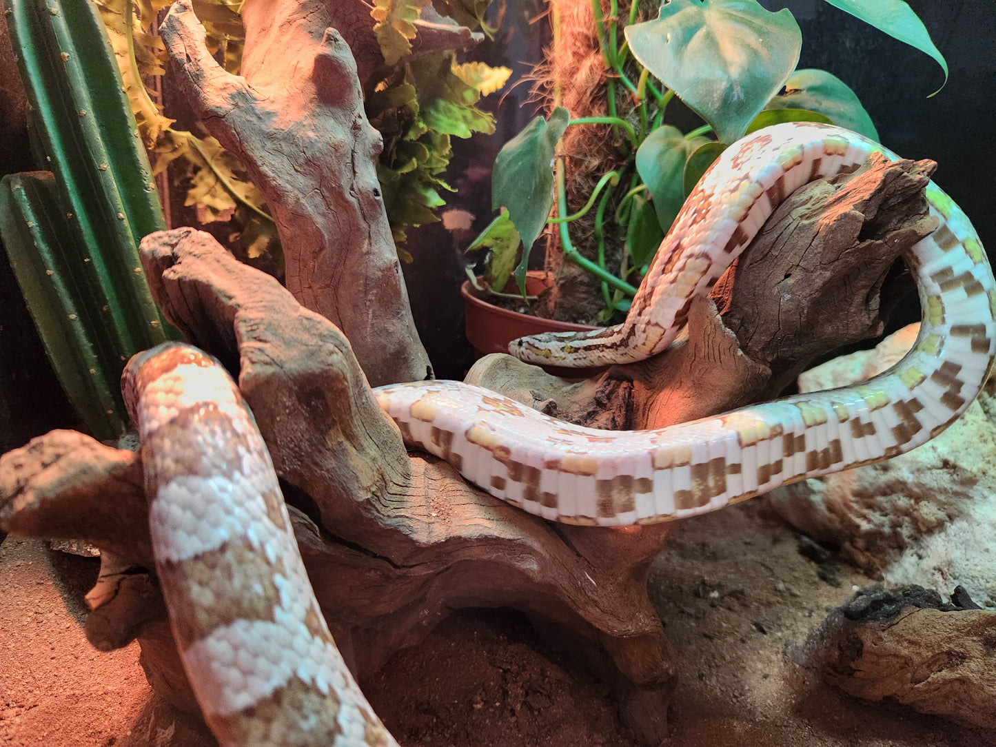 Anery / Miami Corn Snake