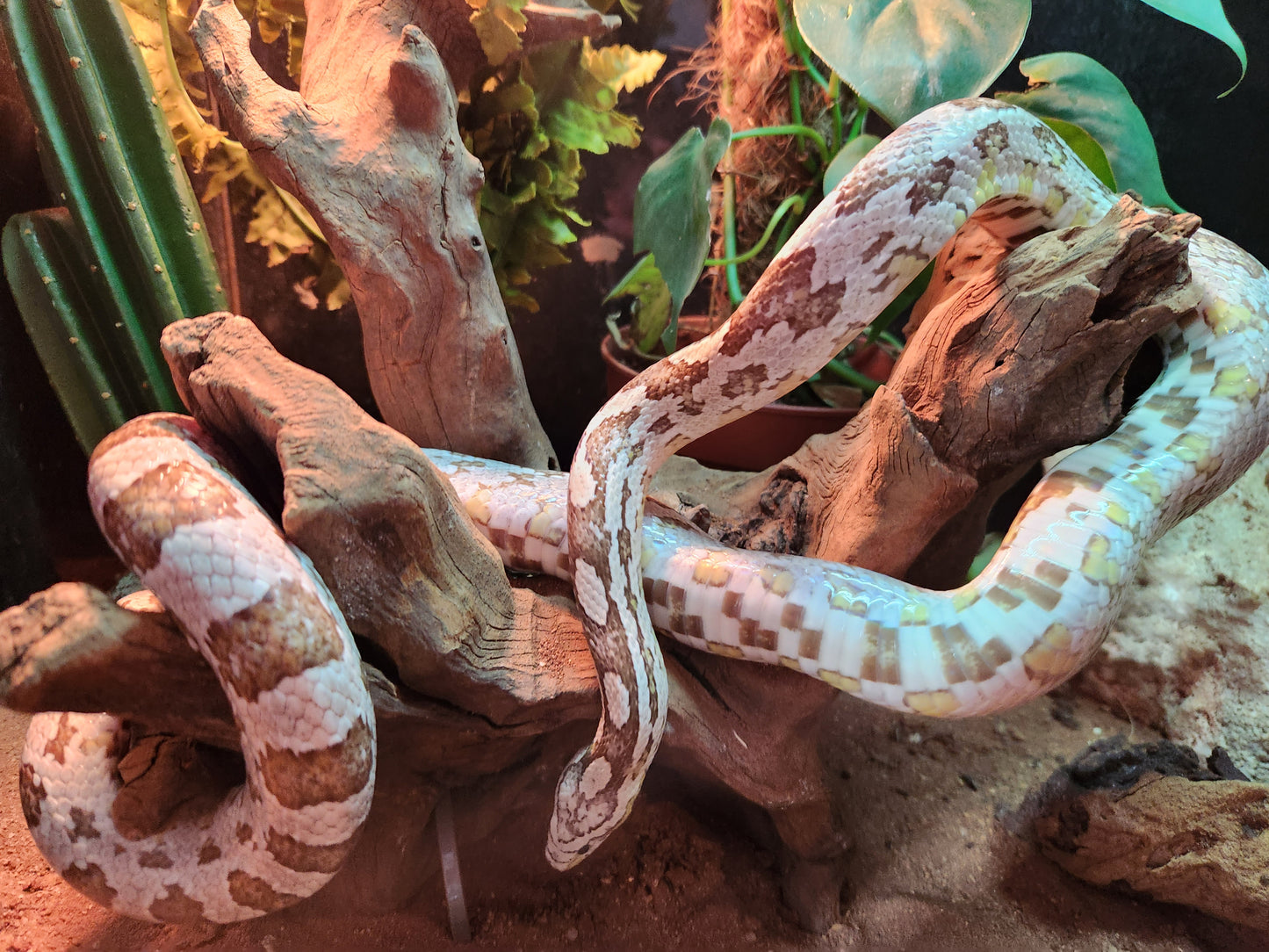 Anery / Miami Corn Snake