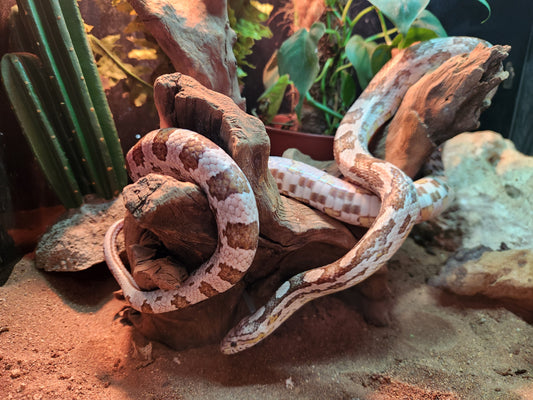 Anery / Miami Corn Snake