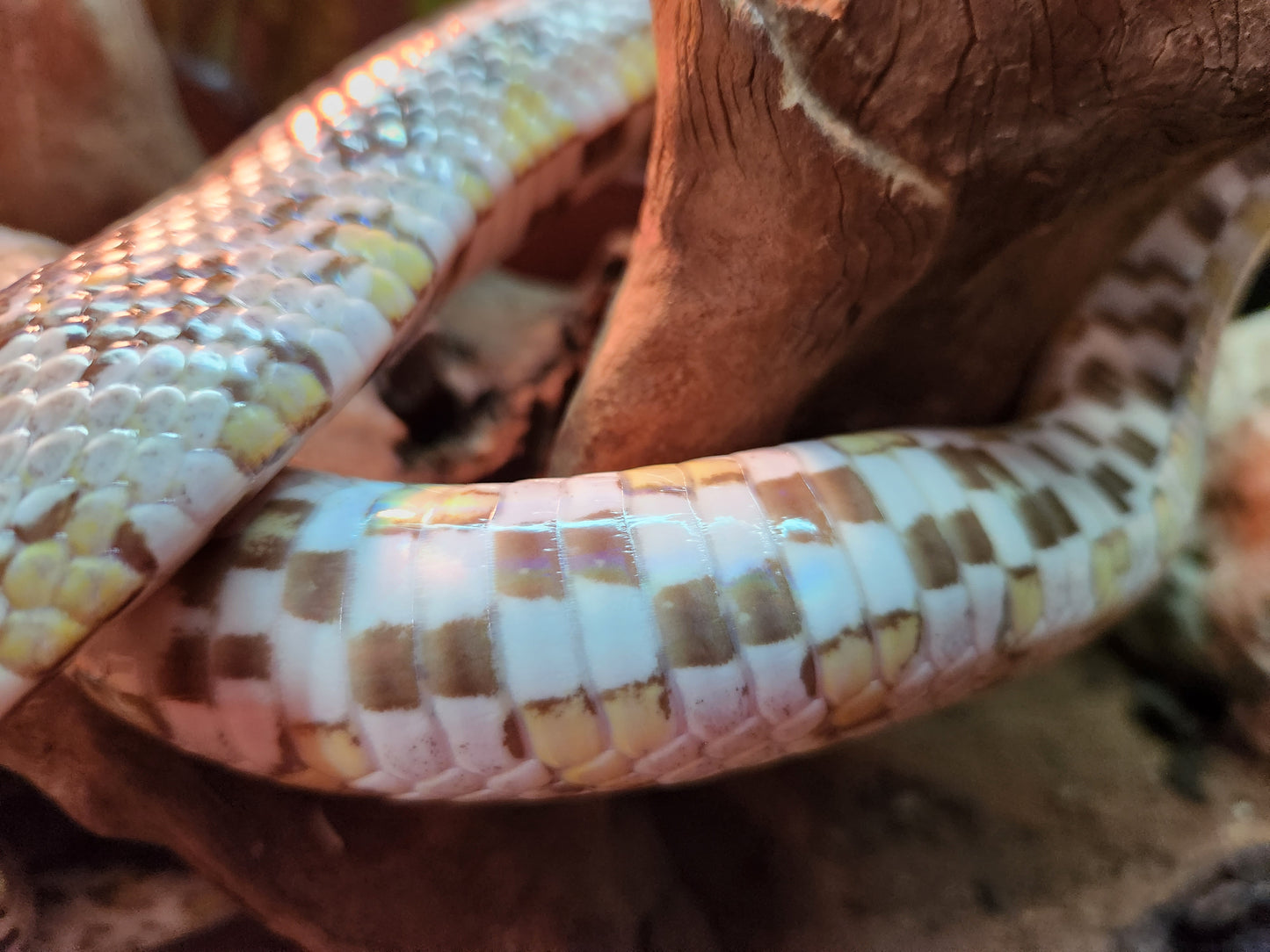 Anery / Miami Corn Snake