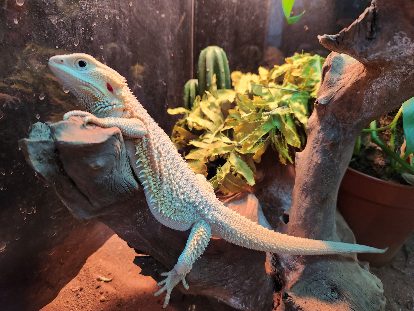 Bearded Dragon Zero, Hypo, Trans, Witblits