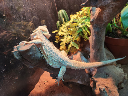 Bearded Dragon Zero, Hypo, Trans, Witblits