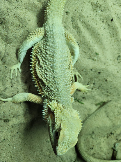 Bearded Dragon Zero, Hypo, Trans, Witblits