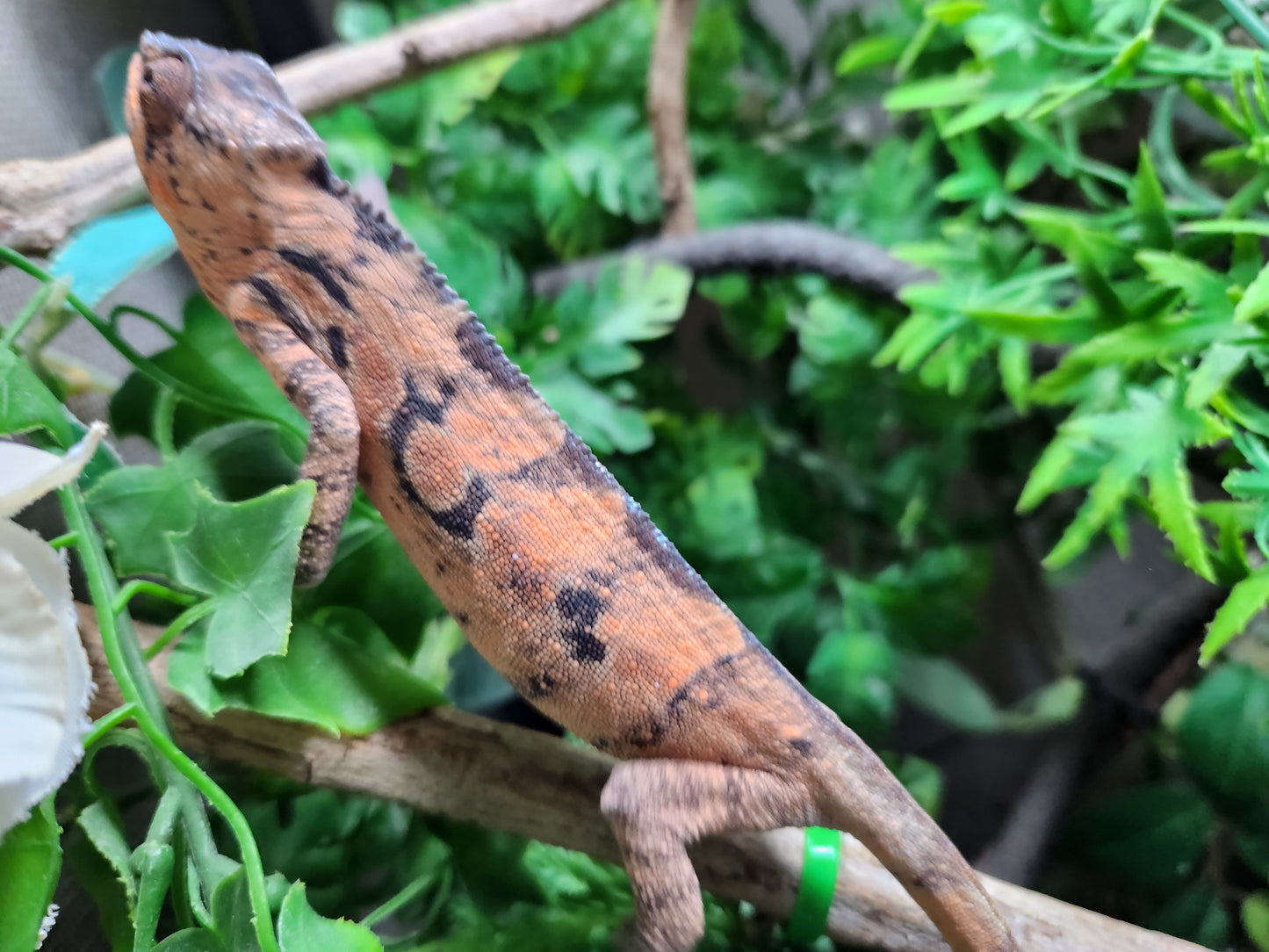 Female Sambava Panther Chameleon