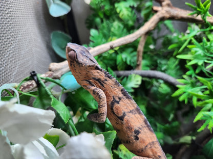 Female Sambava Panther Chameleon