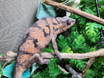 Female Sambava Panther Chameleon