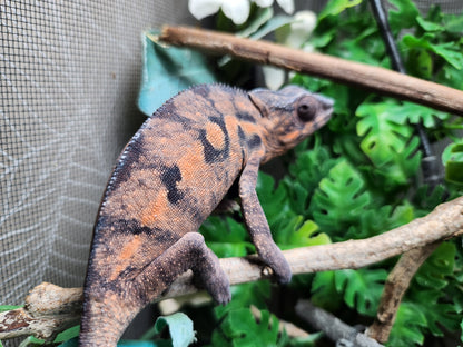 Female Sambava Panther Chameleon