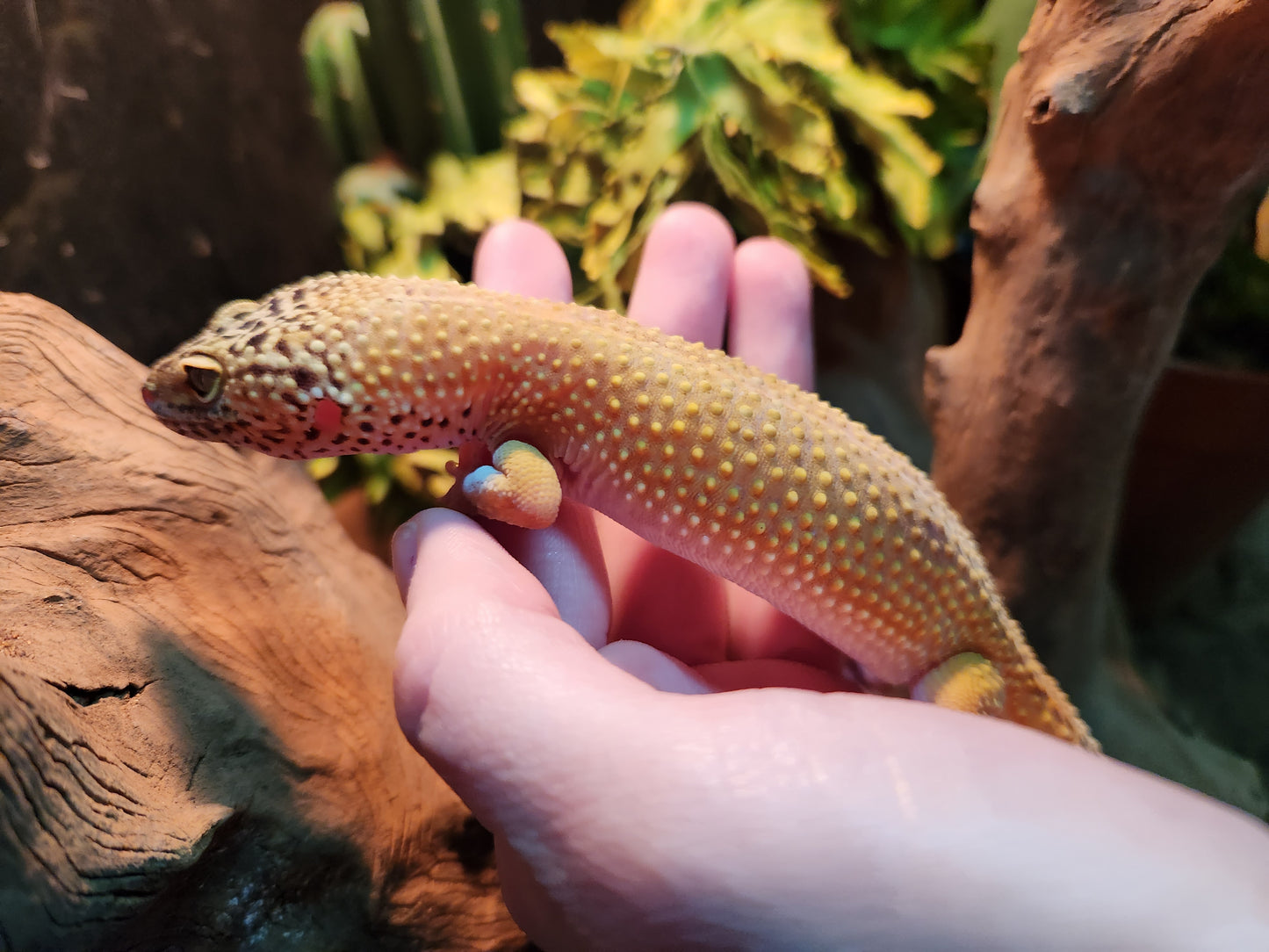 Yellow Leopard gecko