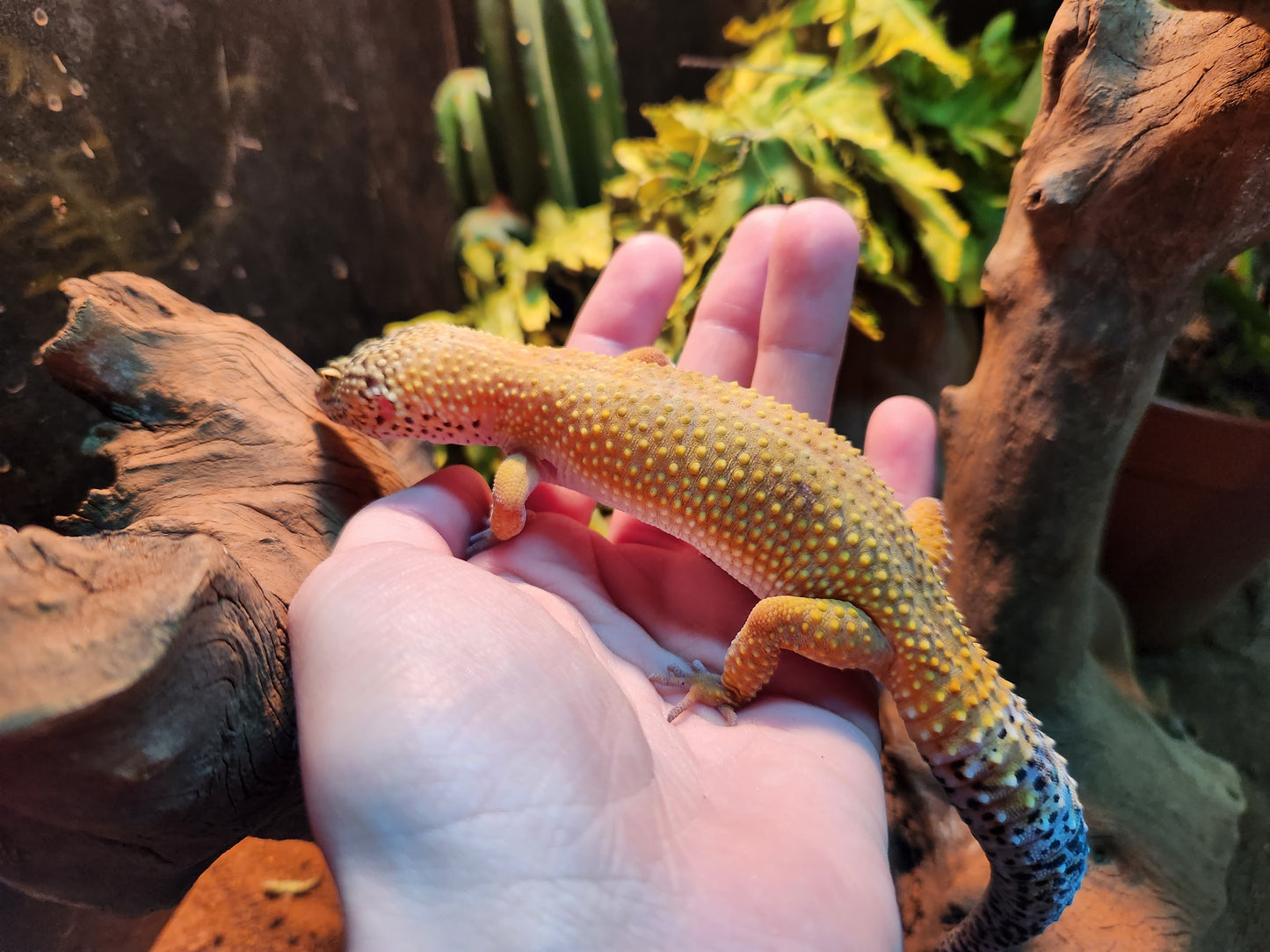 Yellow Leopard gecko