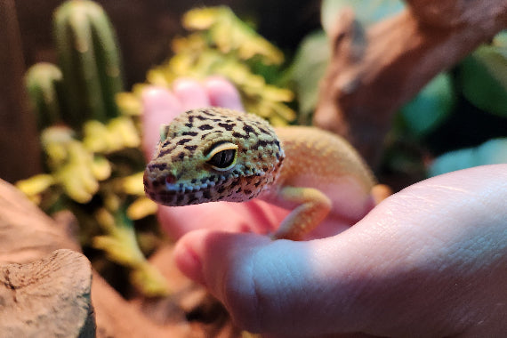 Yellow Leopard gecko