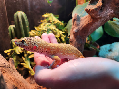 Yellow Leopard gecko