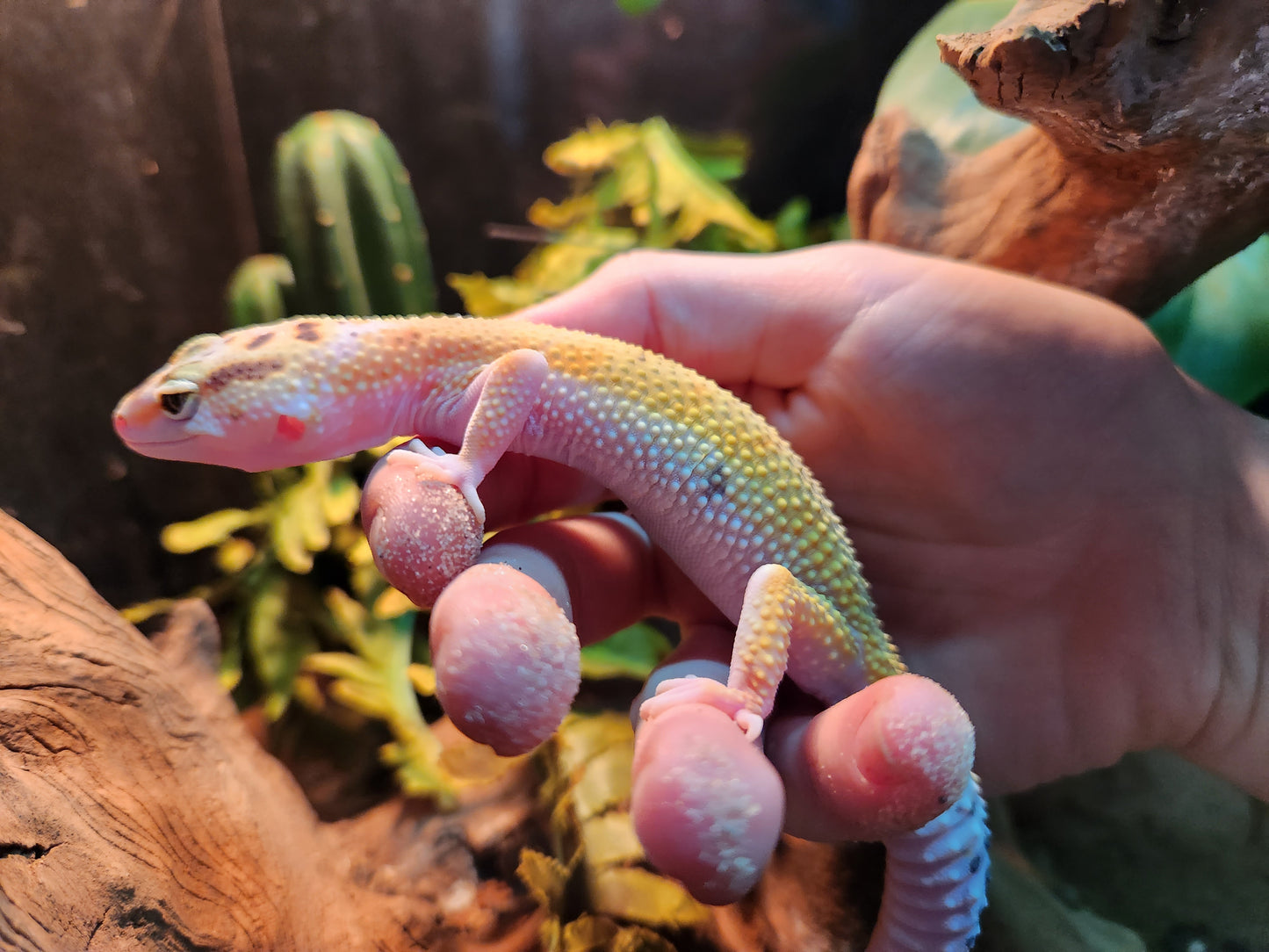 Baldy Yellow Leopard Gecko