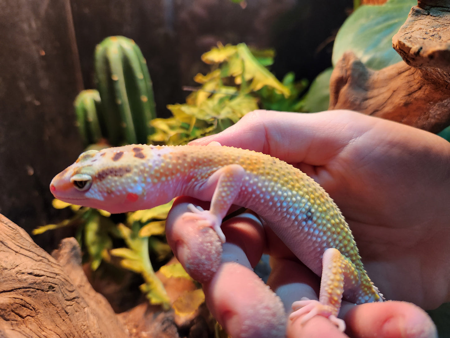 Baldy Yellow Leopard Gecko