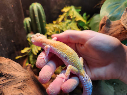 Baldy Yellow Leopard Gecko