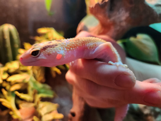 Baldy Yellow Leopard Gecko