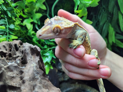 Harlequin Crested Gecko