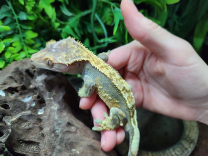 Harlequin Crested Gecko