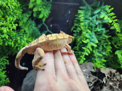 Harlequin Crested Gecko