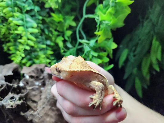 Harlequin Crested Gecko