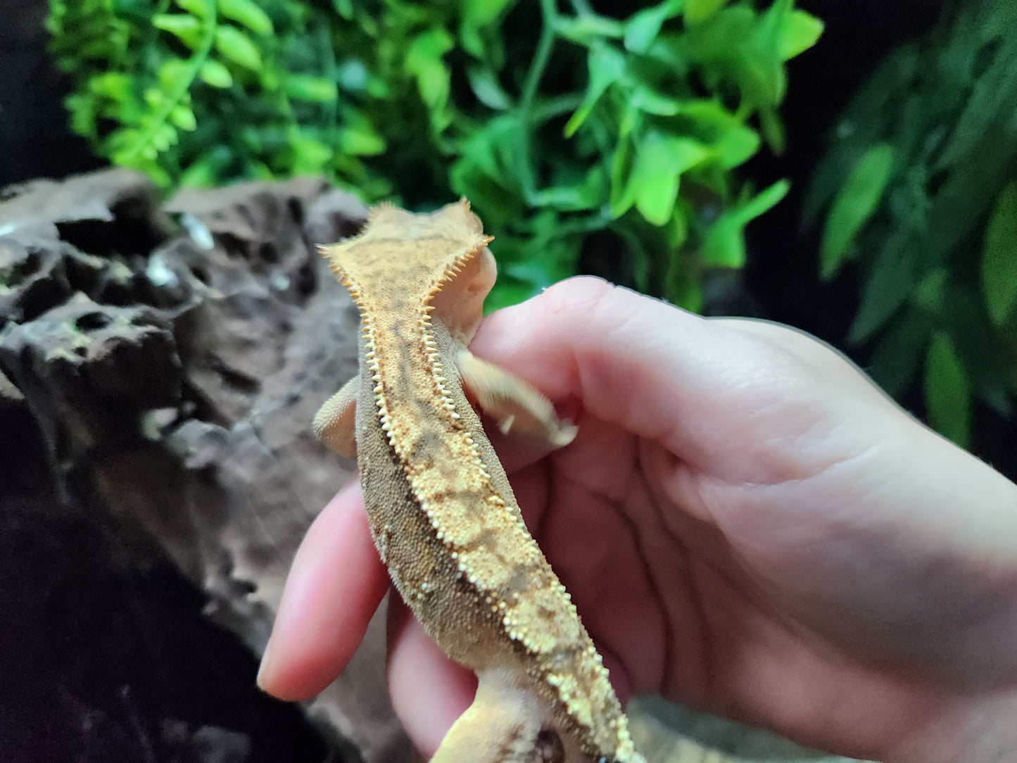 Harlequin Crested Gecko