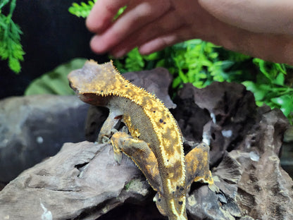 Dark Base Harlequin Crested Gecko