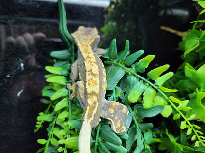 Dark Base Harlequin Crested Gecko