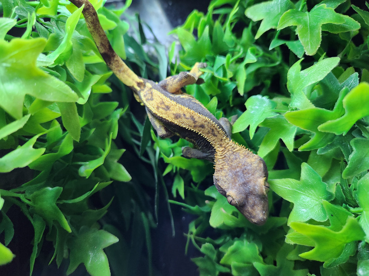 Dark Base Harlequin Crested Gecko