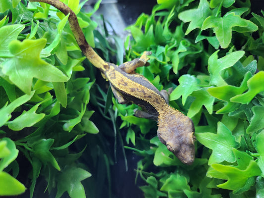 Dark Base Harlequin Crested Gecko