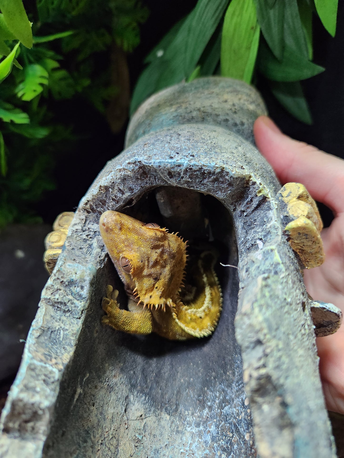 Extreme Cream Harlequin Crested Gecko