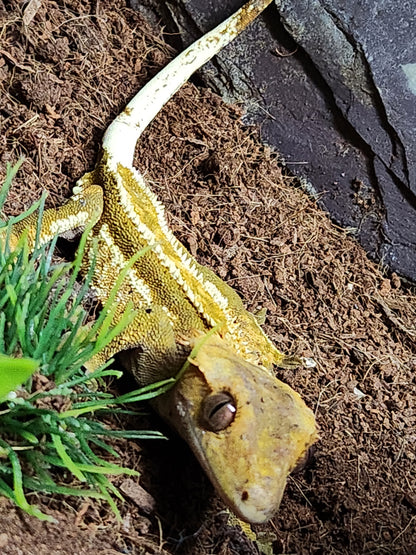 Extreme Cream Harlequin Crested Gecko