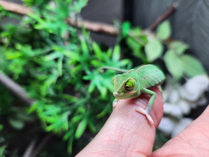 Baby Yemen Chameleon