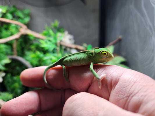 Baby Yemen Chameleon