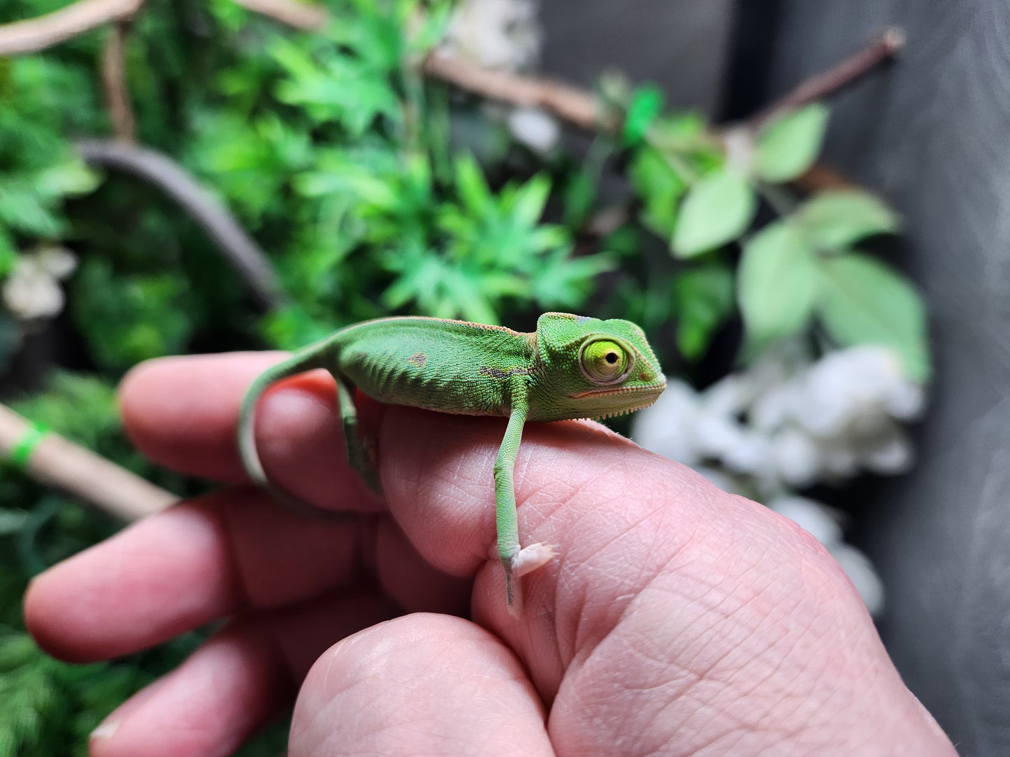 Baby Yemen Chameleon