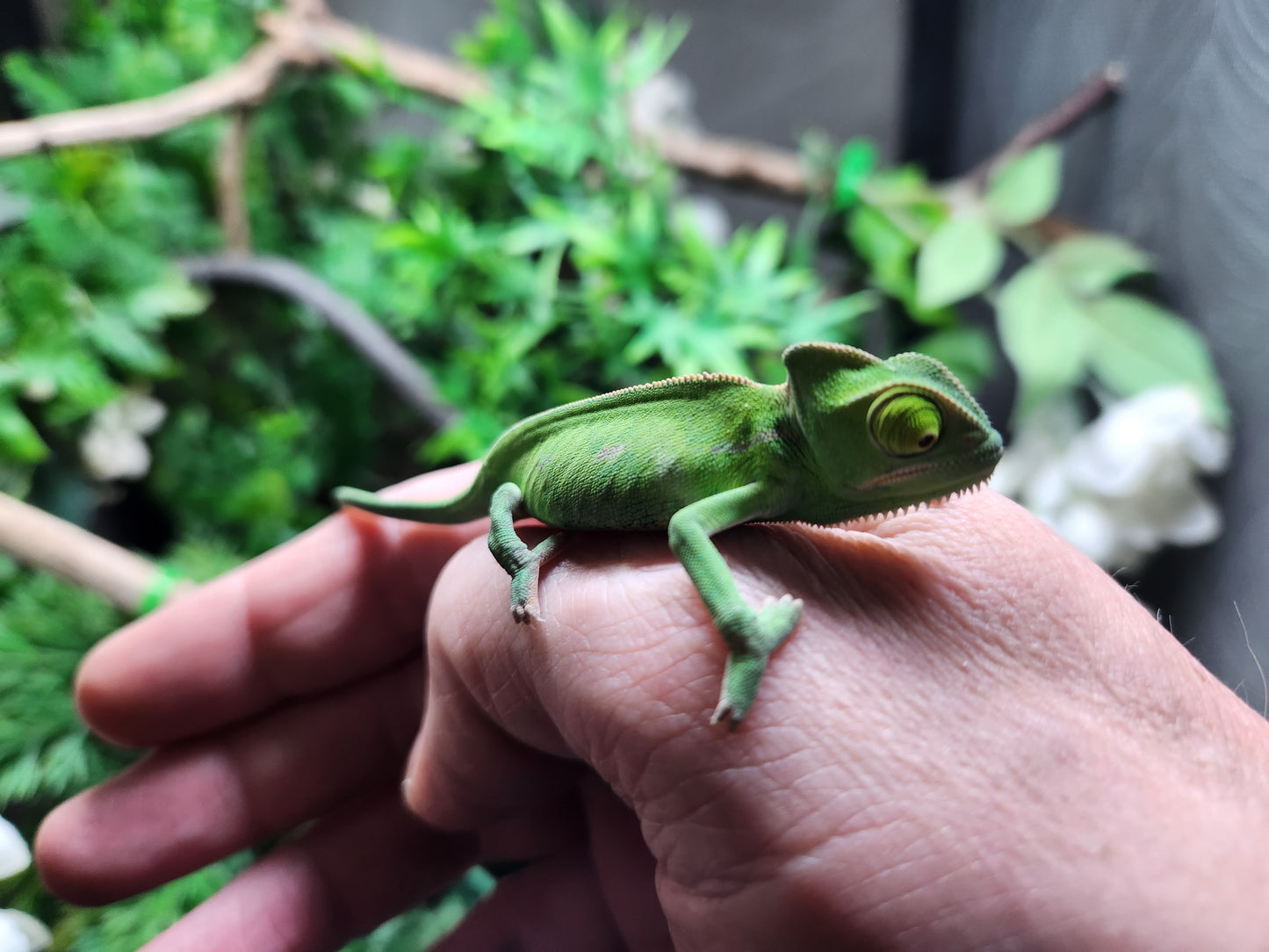 Baby Yemen Chameleon