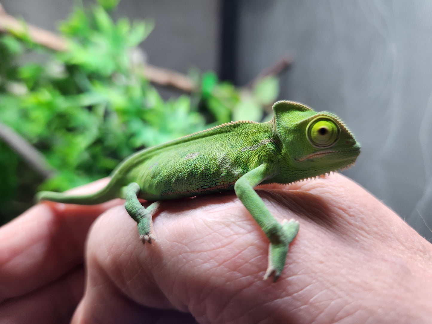 Baby Yemen Chameleon