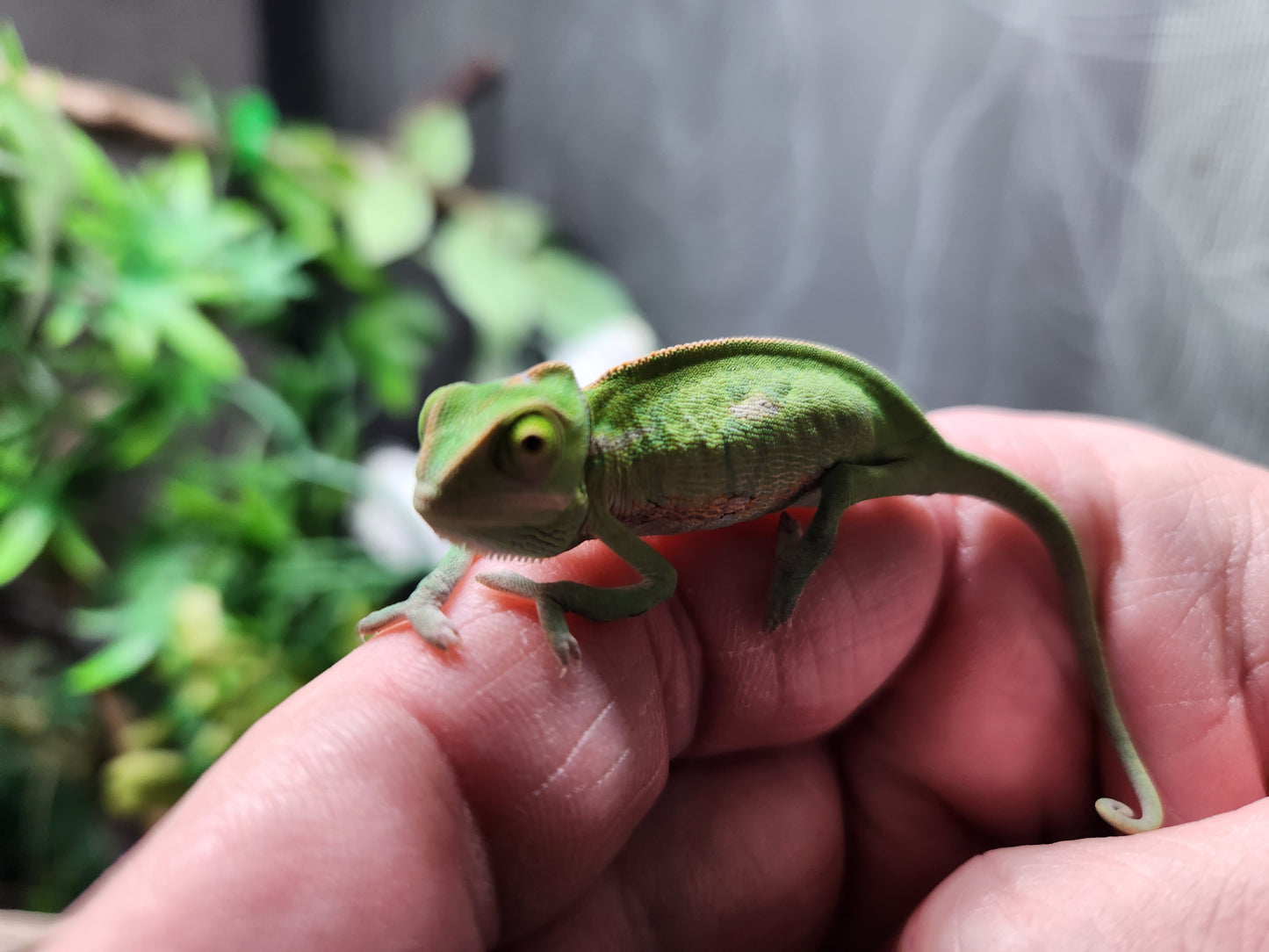 Baby Yemen Chameleon