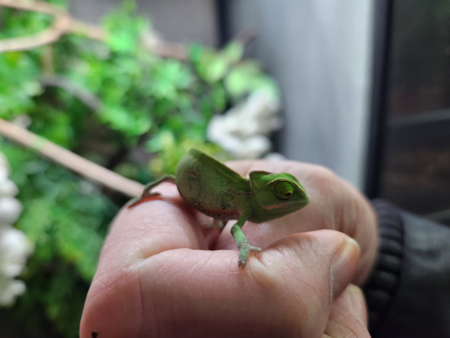 Baby Yemen Chameleon